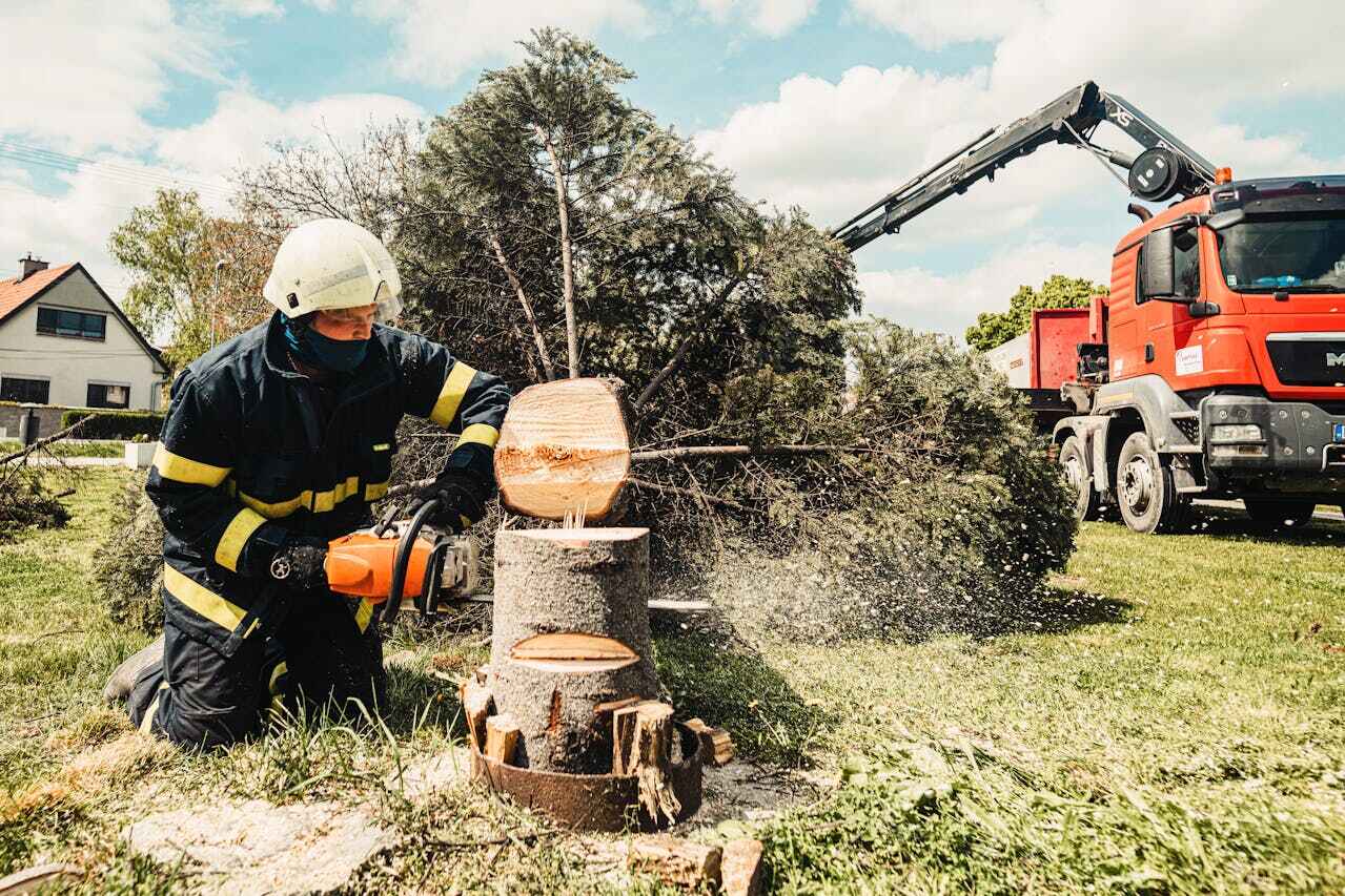 Best Stump Grinding Near Me  in Seminole Manor, FL